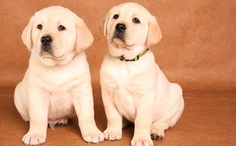 我家的小狗四年级作文【推荐】