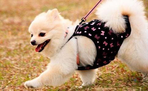 小狗作文三年级