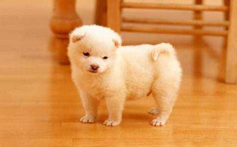 可爱的小狗的四年级作文11篇