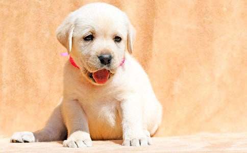 小狗说明文15篇(精华)