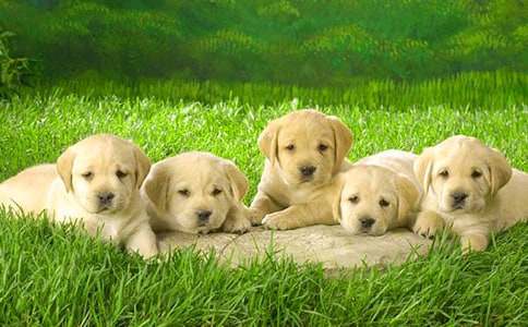 【必备】小狗四年级的作文集锦6篇