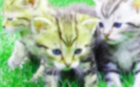 �������꼶�ҵ�Сè���ĺϼ�7ƪ