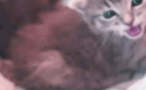 【精选】小猫的说明文作文三篇