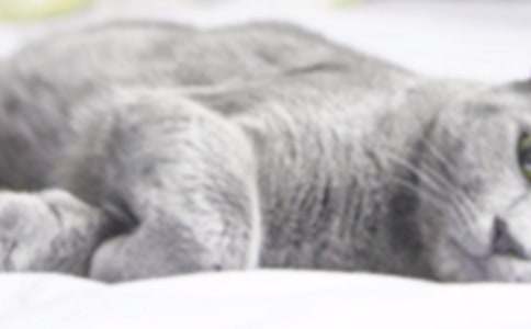 二年级可爱的小猫作文锦集七篇