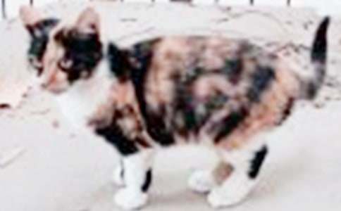 小猫小学四年级作文