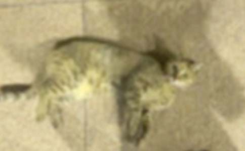 �������꼶�ҵ�Сè���Ļ���ƪ