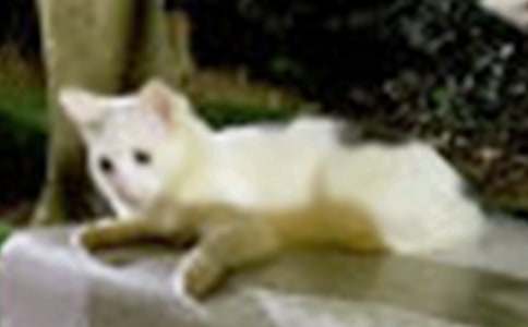 关于二年级我家的小猫作文汇编8篇