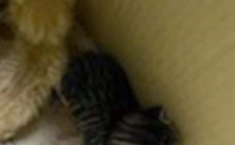 【推荐】二年级可爱的小猫作文3篇