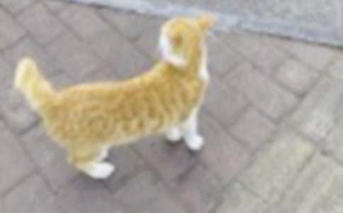 四年级我的小猫作文合集六篇