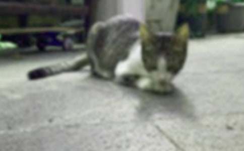 二年级我家的小猫作文300字合集六篇