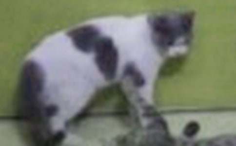 四年级我的小猫作文八篇