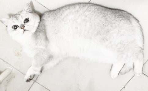 二年级我家的小猫作文300字7篇