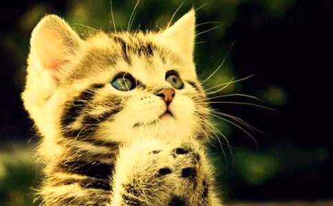 四年级我的小猫作文300字汇总8篇