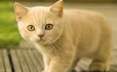 关于四年级我的小猫作文300字3篇