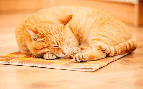 关于二年级我家的小猫作文7篇