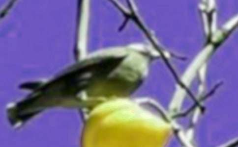 《愤怒的小鸟》观后感11篇