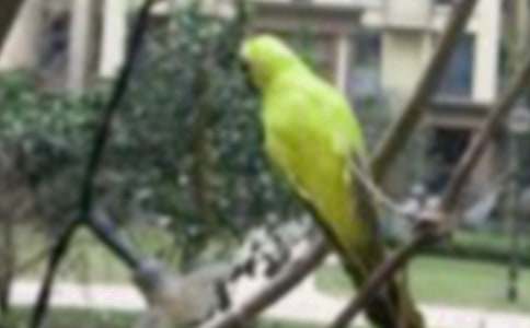 ���ڶ��꼶С�������300�ֺϼ���ƪ