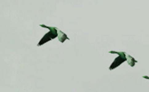 大树和小鸟教案15篇