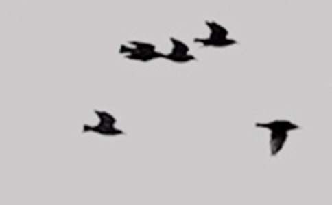 ������С�񡷽̰�