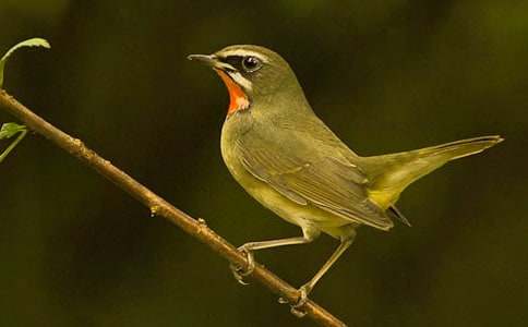 ����С�񡷽�ѧ��˼