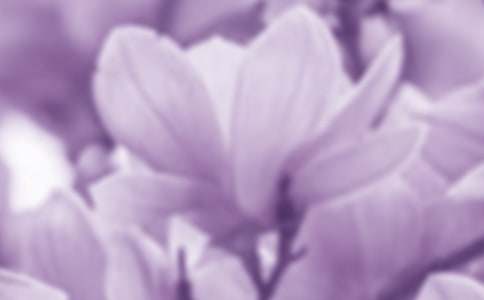 玉兰花四年级作文10篇