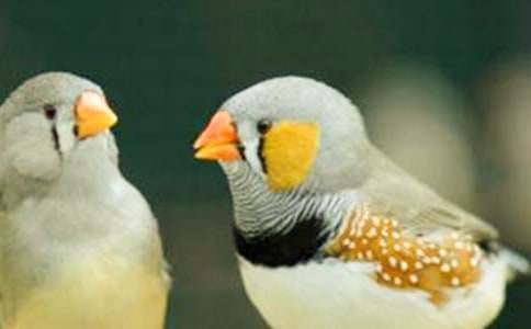 珍珠鸟教学设计【经典】