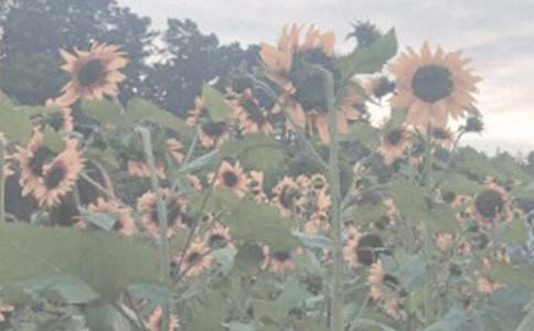 植物园观后感(通用15篇)