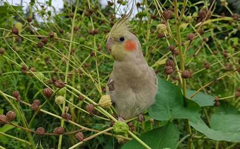 �������꼶���ľ�ѡ15ƪ