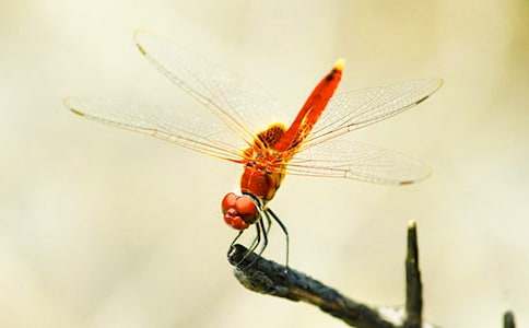 《放飞蜻蜓》教学设计