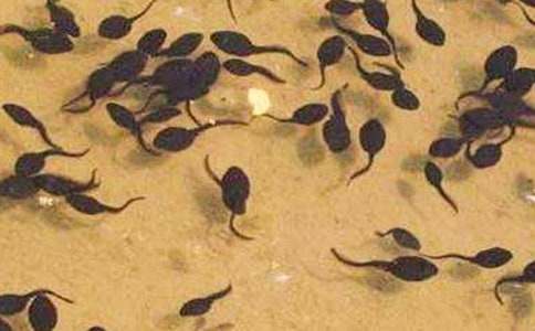 ���Ƽ���С���������̰�4ƪ