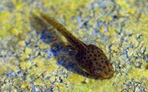 ���ر���С���������̰���ƪ