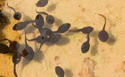 С���������˵�θ�