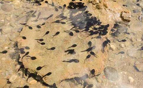 С�������˵�θ壺С���������