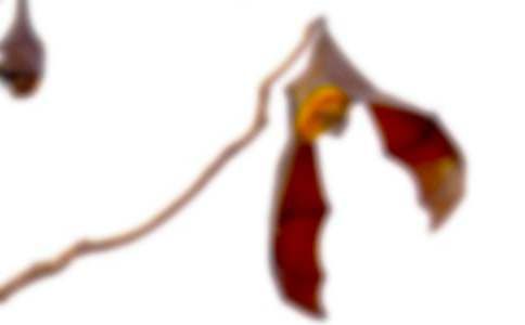 《蝙蝠和雷达》教学反思