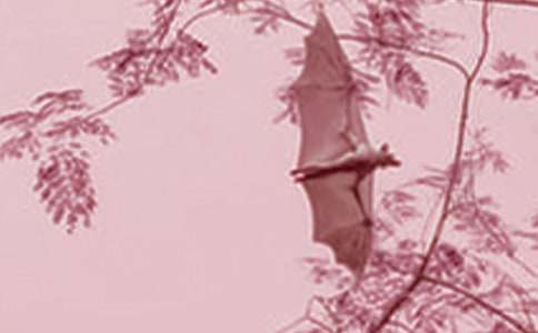 ������״�̰�