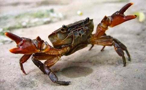 С��̰���׽�з��