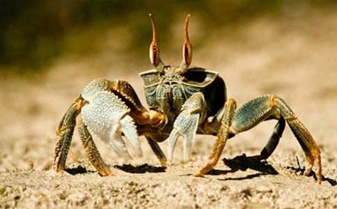 ���¶���С�з�������