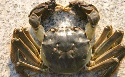 捉螃蟹记叙文7篇