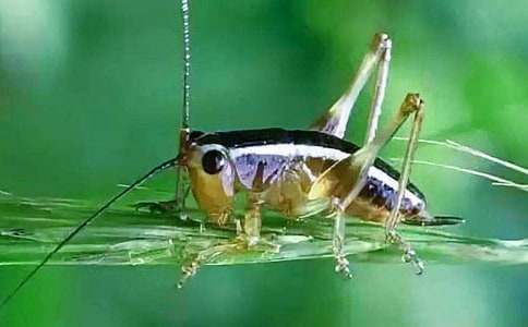 ���סլ�����