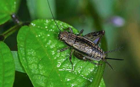 ���סլ��ѧ���