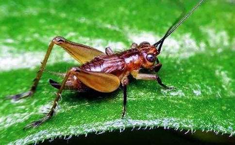 �����סլ��˵�θ�11ƪ