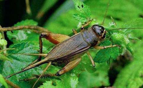 �����סլ��˵�θ�