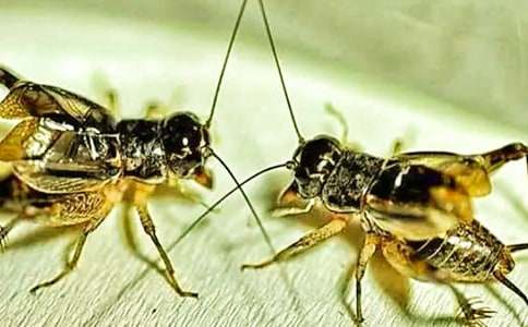 ���סլ��ѧ��˼