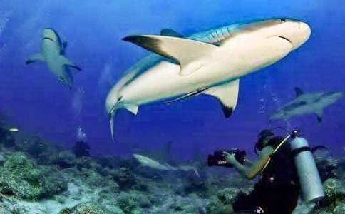 �����˵����