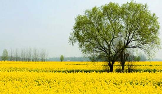 关于春游方案四篇